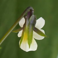 Viola arvensis  147