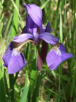 Iris sibirica  1502