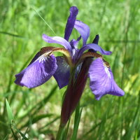 Iris sibirica  1503
