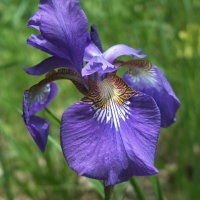 Iris sibirica  1504