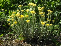Helichrysum arenarium  1628