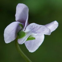 Viola palustris  162