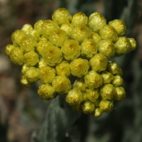 Helichrysum arenarium  1632