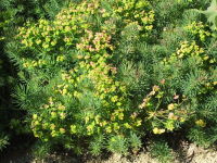 Euphorbia cyparissias  1641