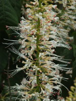 Aesculus parviflora  1670