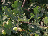 Quercus robur  1731