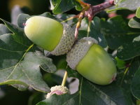 Quercus robur  1732