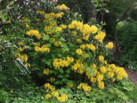 Rhododendron luteum  1737