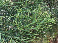 Euphorbia tirucalli  1756