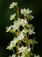 Reynoutria japonica  1763
