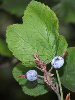 Ribes sanguineum  1764