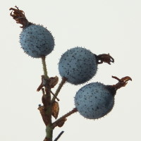Ribes sanguineum  1765