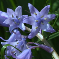 Hyacinthoides sp.