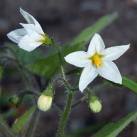 Solanum decipiens  1813