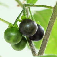 Solanum decipiens  1815