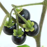 Solanum decipiens  1818