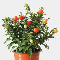 Solanum pseudocapsicum  1819