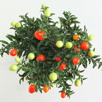 Solanum pseudocapsicum  1820