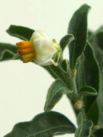 Solanum pseudocapsicum  1822