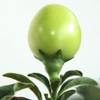 Solanum pseudocapsicum  1823