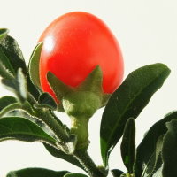 Solanum pseudocapsicum  1824