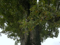 Populus nigra var. italica  1826