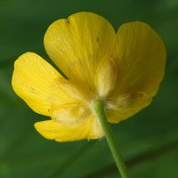 Ranunculus acris  1839