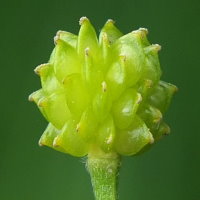 Ranunculus acris  1841