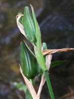 Iris pseudacorus  1843