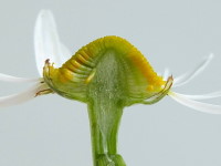 Tripleurospermum inodorum  185