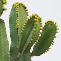 Euphorbia cf. ingens  1884