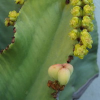 Euphorbia cf. ingens  1885