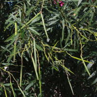 Nerium oleander  1906