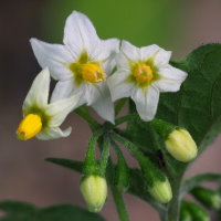 Solanum nigrum  1914