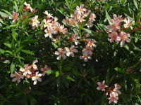 Nerium oleander  1915