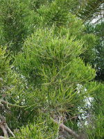Euphorbia tirucalli  1968