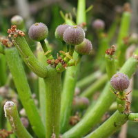 Euphorbia tirucalli  1969