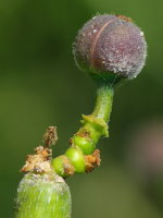 Euphorbia tirucalli  1970