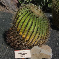 Ferocactus histrix