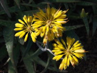 Aloe sinkatana  2009
