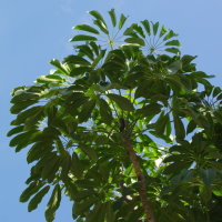 Schefflera actinophylla  2012