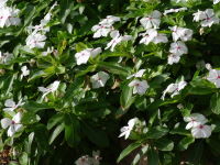 Catharanthus roseus  2048