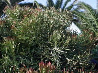 Euphorbia xylophylloides  2062