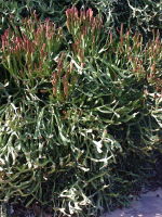 Euphorbia xylophylloides  2063
