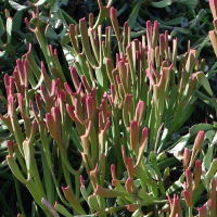 Euphorbia xylophylloides  2064