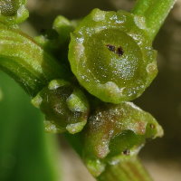 Patellifolia sp.