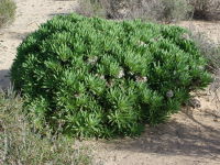 Kleinia neriifolia  2081