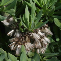 Kleinia neriifolia  2082