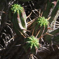 Euphorbia heptagona