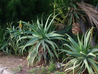 Aloe arborescens  2106
